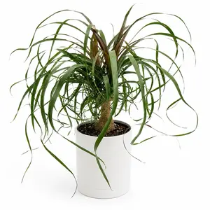 Ponytail Palm 6" Pot - Indoor House Plant for Home Decor Care Instructions Bright Indirect Sunlight Pruning Tips