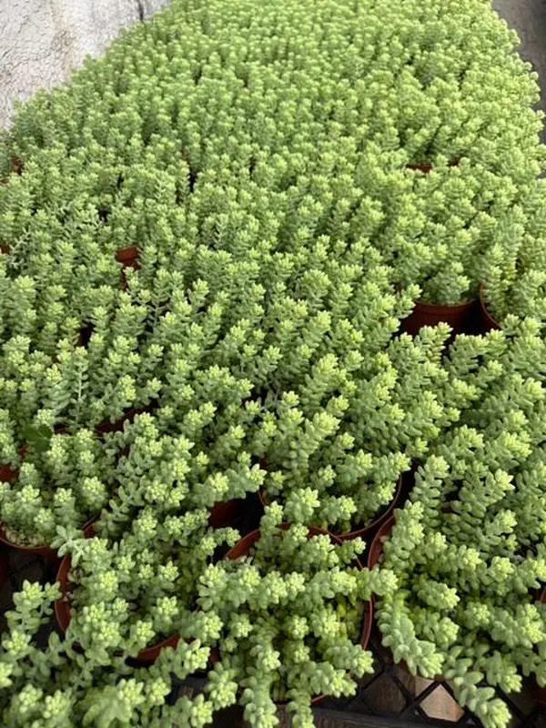 Live Burro’s Tail Sedum Succulent - 4 in - Indoor/Outdoor Garden Live Plant - Nursery Pot