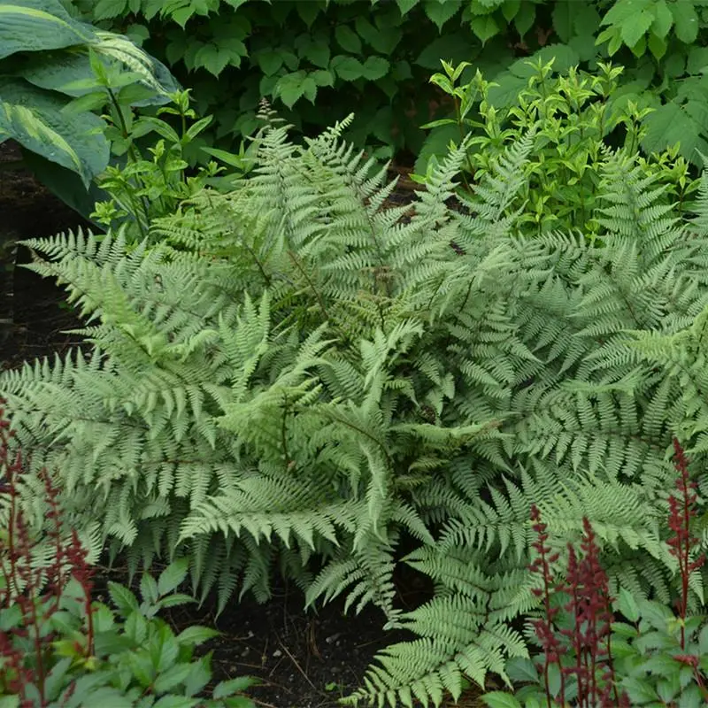 Ghost Fern
