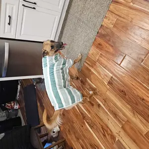 Quick-Drying Dog Bathrobe, 1-Piece Striped Pet Dressing Gown with Adjustable Belly Band, Super-Absorbent Super-Soft Fabric