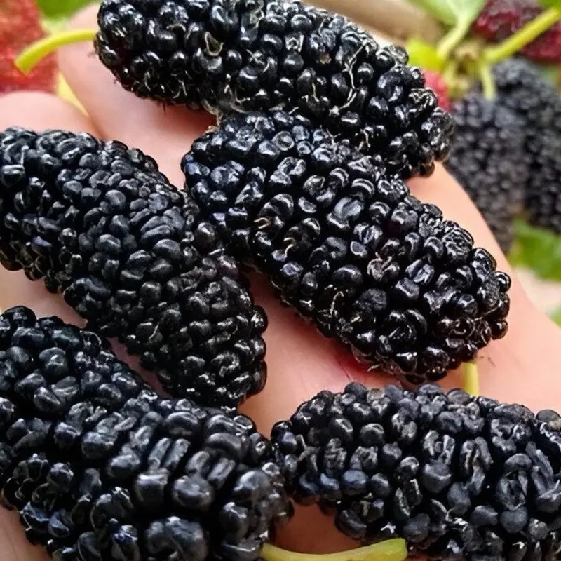 Everbearing Live Mulberry Tree - 1 Gal Pot, 1-2 ft Tall, Fruit-Producing Snack Tree (Cannot Ship to CA, TX, MS, AZ, LA, Puerto Rico, or Any Islands)