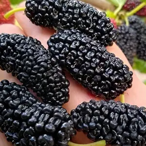 Everbearing Live Mulberry Tree - 1 Gal Pot, 1-2 ft Tall, Fruit-Producing Snack Tree (Cannot Ship to CA, TX, MS, AZ, LA, Puerto Rico, or Any Islands)