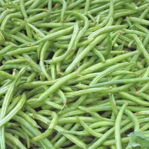 Heirloom Provider Green Bush Bean Seeds - Organic and Regenerative Gardening Seeds