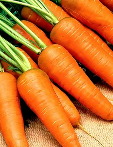 1000+Carrot Seeds Chantenay Red Cored Carrot Non GMO Vegetable Garden Seeds USA