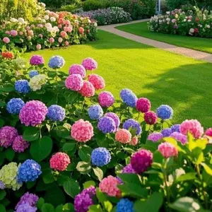 200Pcs Mixed-Color Hydrangea Seeds – Rare Vibrant Blooms for Garden & Home, Easy to Grow, Hardy & High-Germination