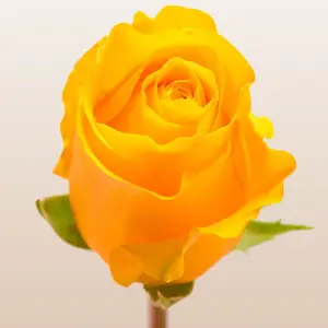 Brighton Roses Fresh Premium Imported From Ecuador