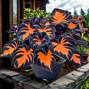 Hosta 300pcs Mix Colorful Seeds for Outdoor Garden Planting Perennial Non-GMO Flowers Easy to Grow in Gardens and Pots Rich in Color Vibrant Orange and Black Leaves