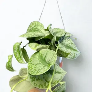 Scindapsus pictus ‘Exotica’  Silver Satin Pothos ‘Exotica’ – 6” Pot