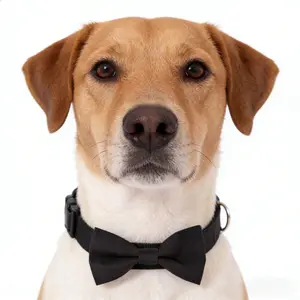 Black Western-style high-end pet collar with bow, pet accessories, wedding pet collar