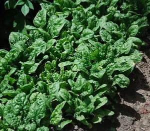 Giant Noble Spinach Seeds | Heirloom, Non-GMO | Large-Leaf Spinach for Spring & Fall