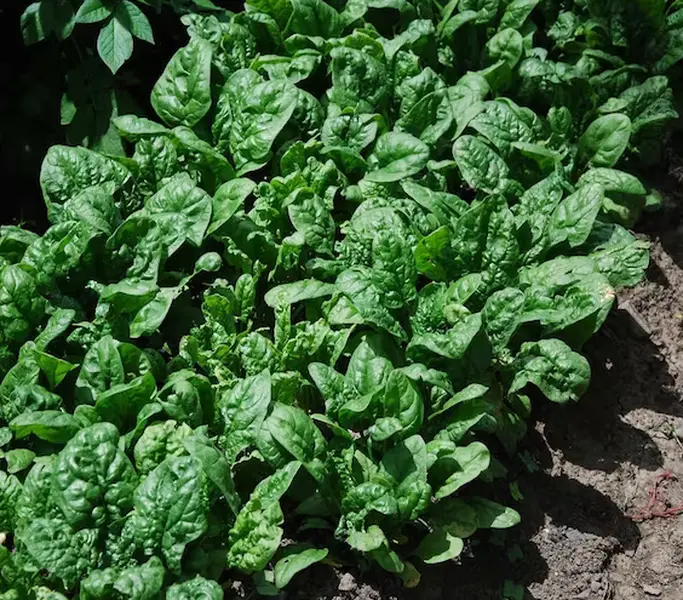 Giant Noble Spinach Seeds | Heirloom, Non-GMO | Large-Leaf Spinach for Spring & Fall