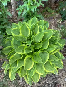 Green Hosta Seeds with Golden Edges – Shade Loving Perennial Plant