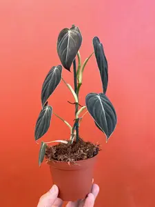 Philodendron Black Gold in 4” or 6” Pot | Philo Melanochrysum | Indoor & Outdoor Live Tropical House plant | Easy Care Plant