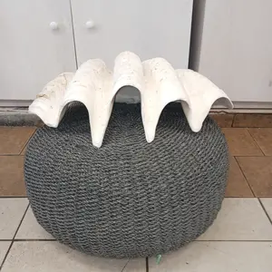 27" Giant tridacna gigas clam shell half