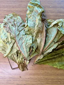 Almond Leave - Fey zanmann