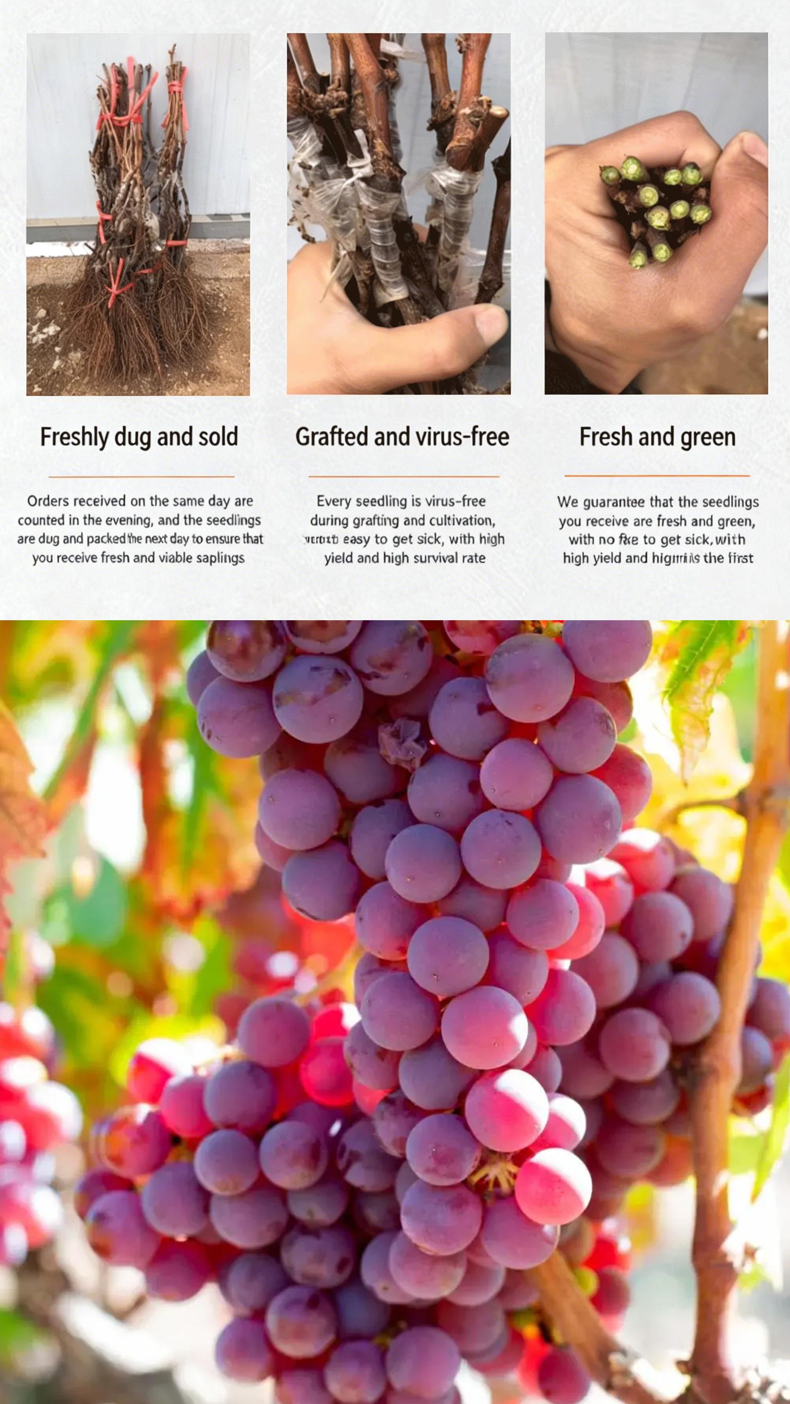 Flame Seedless Grape Plant Live – Red Seedless Table Grape Vine for Home Gardening, Easy Care Climbing Plant for Trellis, Patio Containers & Small Spaces