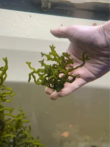 Codium Macroalgae
