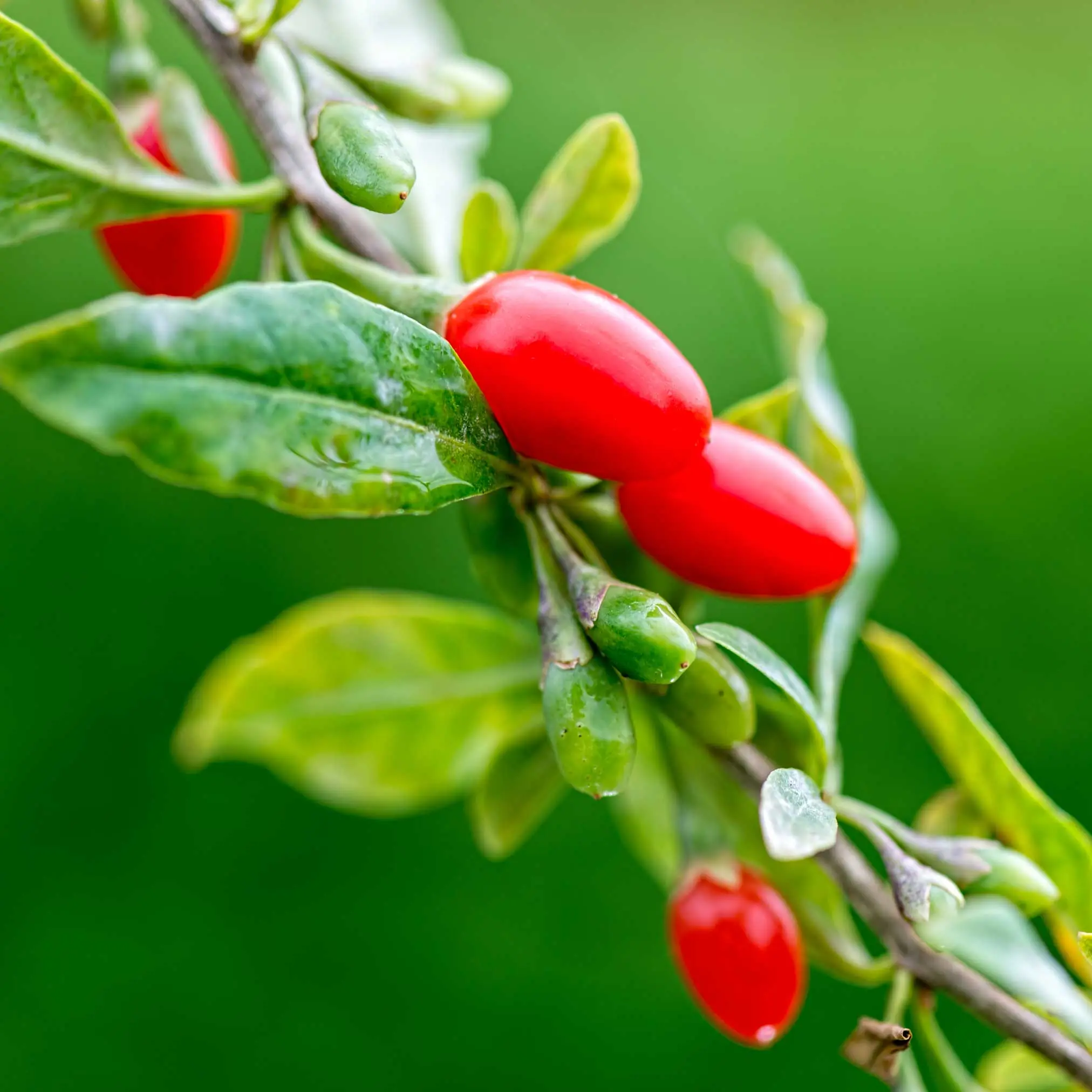 Goji Berry Plant (Lycium barbarum) - Easy to Grow Deciduous Fruit Shrub, Beautiful Landscape Plant for Edible Gardens, Delicious Homegrown Harvest Superfood Bush