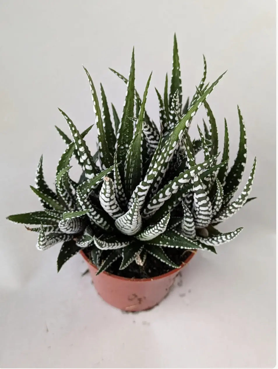 Zebra Plant, Haworthia Fasciata, Beginner Indoor Succulent