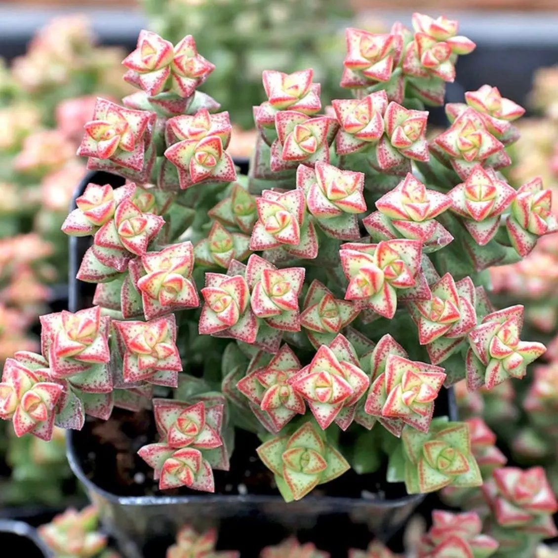 2 Crassula rupestris ssp. commutata 'Tom Thumb' succulent Decor Decorative  Plants - TikTok Shop