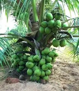 Live Green Dwarf Malayan Coconut Plant Seedling 1 to 3 Feet Tall, Cocos nucifera Plants for Planting, Sprouted Coconut Palm, Ready to Grow Produces Edible Fruits