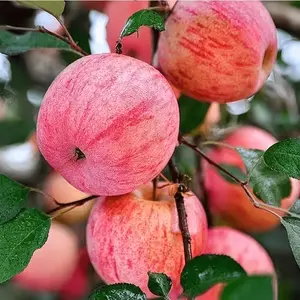 Red apple tree seedlings with strong yield potential, suitable for garden planting, easy maintenance, and ideal for backyard planting