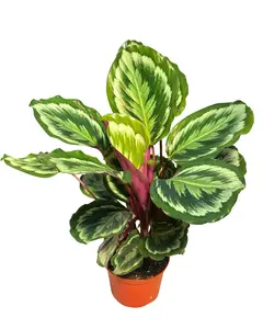 6" Calathea Medallion - Live Plant