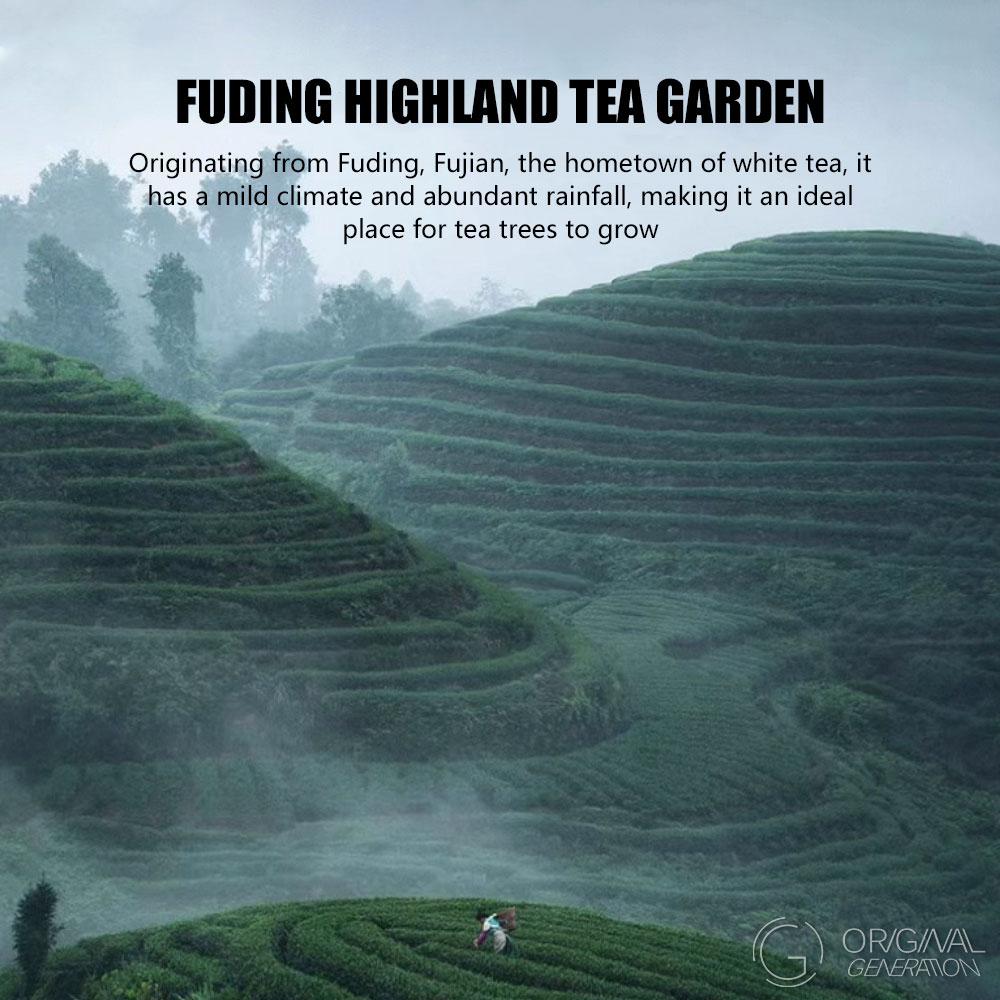 Limited Edition Collector Item (1500g) White Peony Tea in Pink Tin Largest Tea Company And Oldest Tea Company