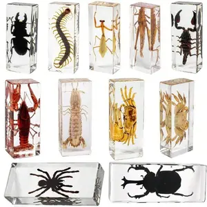 1pc Large Color Box Insect Specimen Real Giant Spider 8-Legged Monster, Locust Specimen, Stick Insect Specimen, Knife Mantis Specimen, Longhorn Beetle, Crab, Insect,