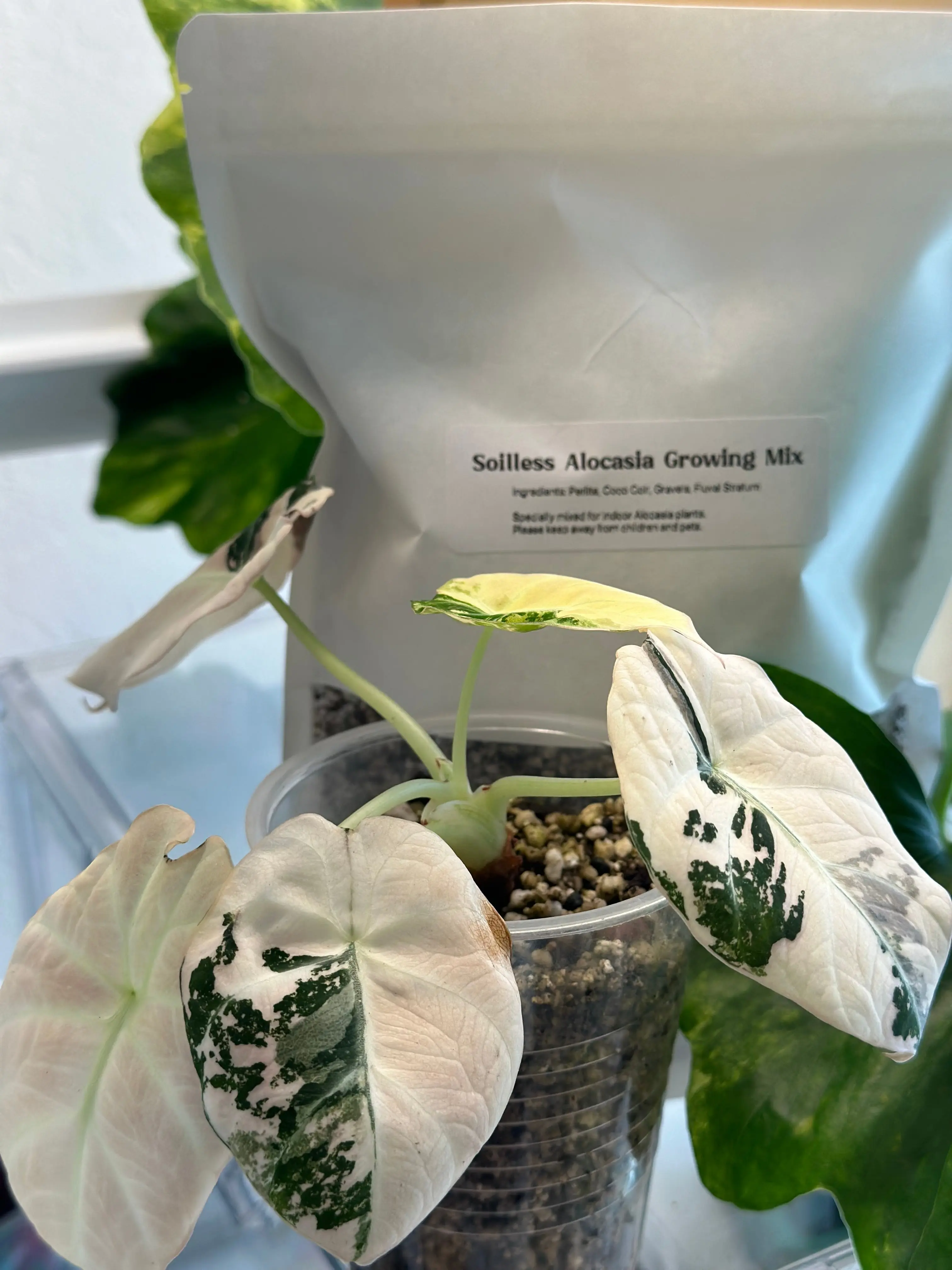 Soilless Growing Mix for Alocasia (15 OZ)