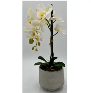 White Orchid Arrangement Decoration