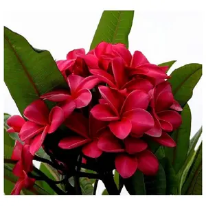 10 Dark Pink Plumeria Seeds - Flower Seed Pack, Fragrant Tropical Blooms, Perennial Plant Seeds for Garden, Premium Plumeria Seeds for Containers and Warm Climates