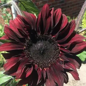 Cherry Sunflower Seeds - 50pcs/pack - Rich Red-Brown Blooms for Stunning Bouquets