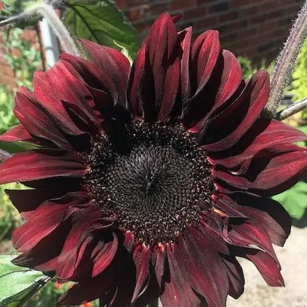 Cherry Sunflower Seeds - 50pcs/pack - Rich Red-Brown Blooms for Stunning Bouquets