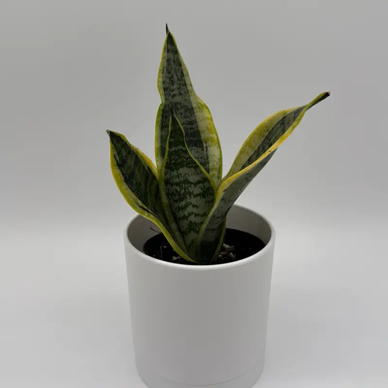 Sansevieria Futura Superba 4” Pot – Live Snake Plant, Easy Care Beginner Indoor Houseplant
