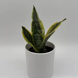 Sansevieria Futura Superba 4” Pot – Live Snake Plant, Easy Care Beginner Indoor Houseplant