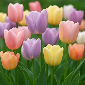 10 Mixed Pastel Tulip Bulbs - Grow Your Own Iconic Flowers