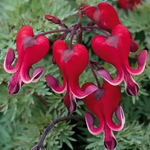 25 Bright Red Flower Bleeding Heart Seeds Garden Shade