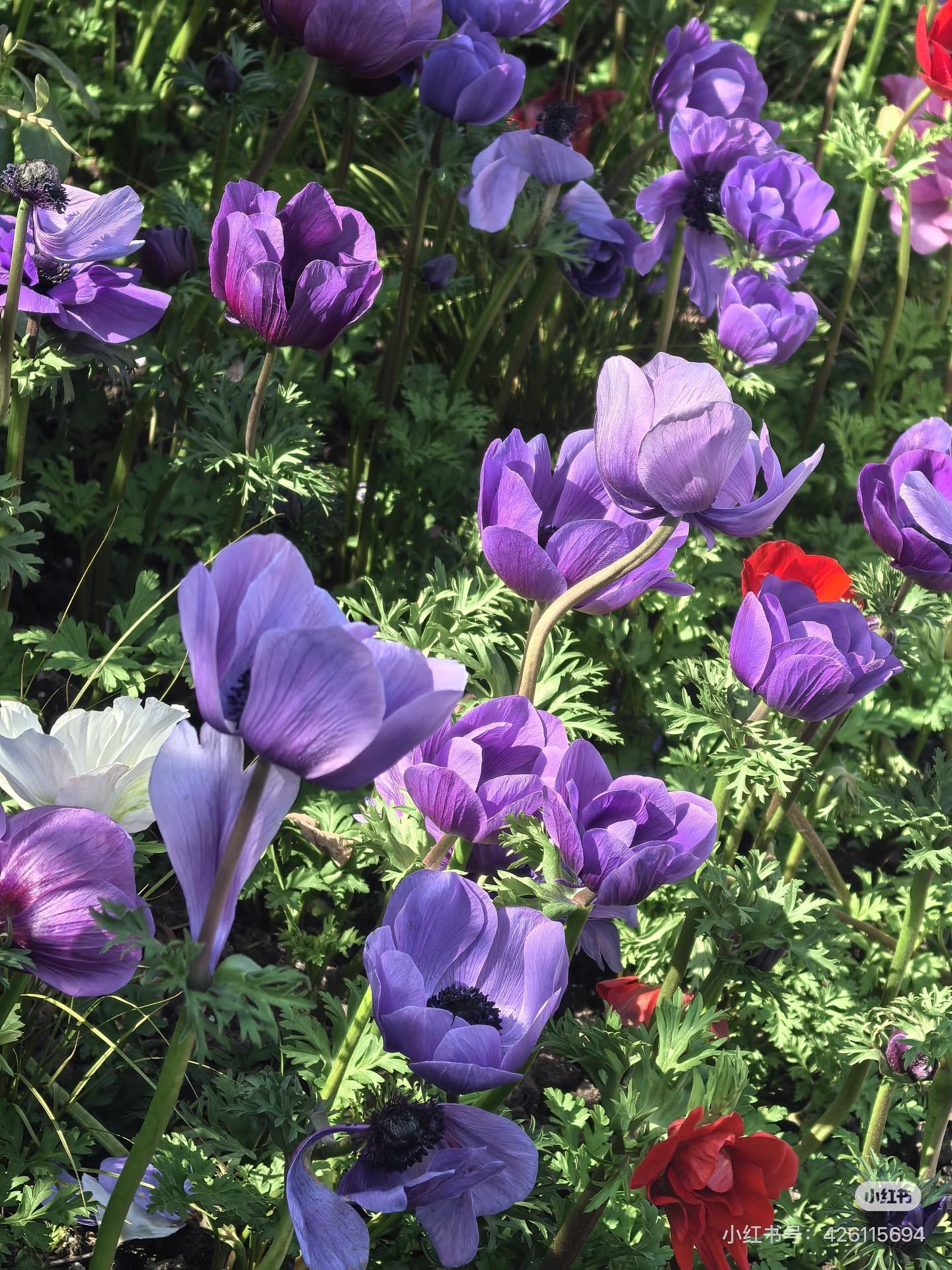 High Germination Mixed Anemone Seeds | Perennial Colorful Garden Flowers