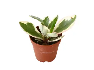 Peperomia Clusifolia 2” Potted Live Plant