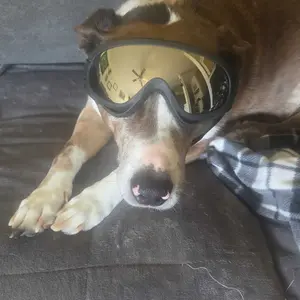 Dog Sunglasses UV Protection Eyewear for Medium Large Dogs, Adjustable Strap Outside Outdoor Adventure Pet Glasses Multiple Colors Available