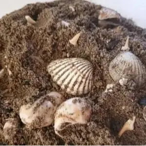 Fossil, Seashell & Shark Teeth Set of Mining Bags 3lbs each bag