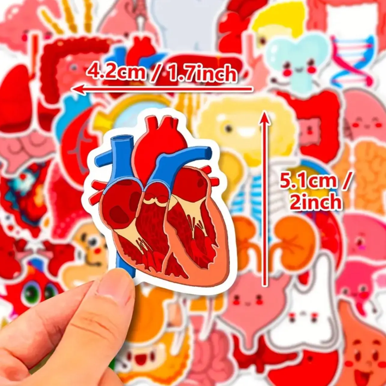 50 pack of human anatomy, biology and healthcare stickers. Great for nursing, CNA, Medical Assistants and more. Heart, Lungs, Liver, Brain and so many more