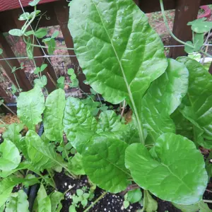 Organic Perpetual Spinach Swiss Chard Seeds (Beta vulgaris) – 25+ Seeds for Long-Lasting, Spinach-Like Leaves