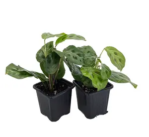 Hirt's Green Prayer Plant - Maranta - 2 Pack 3" Pots