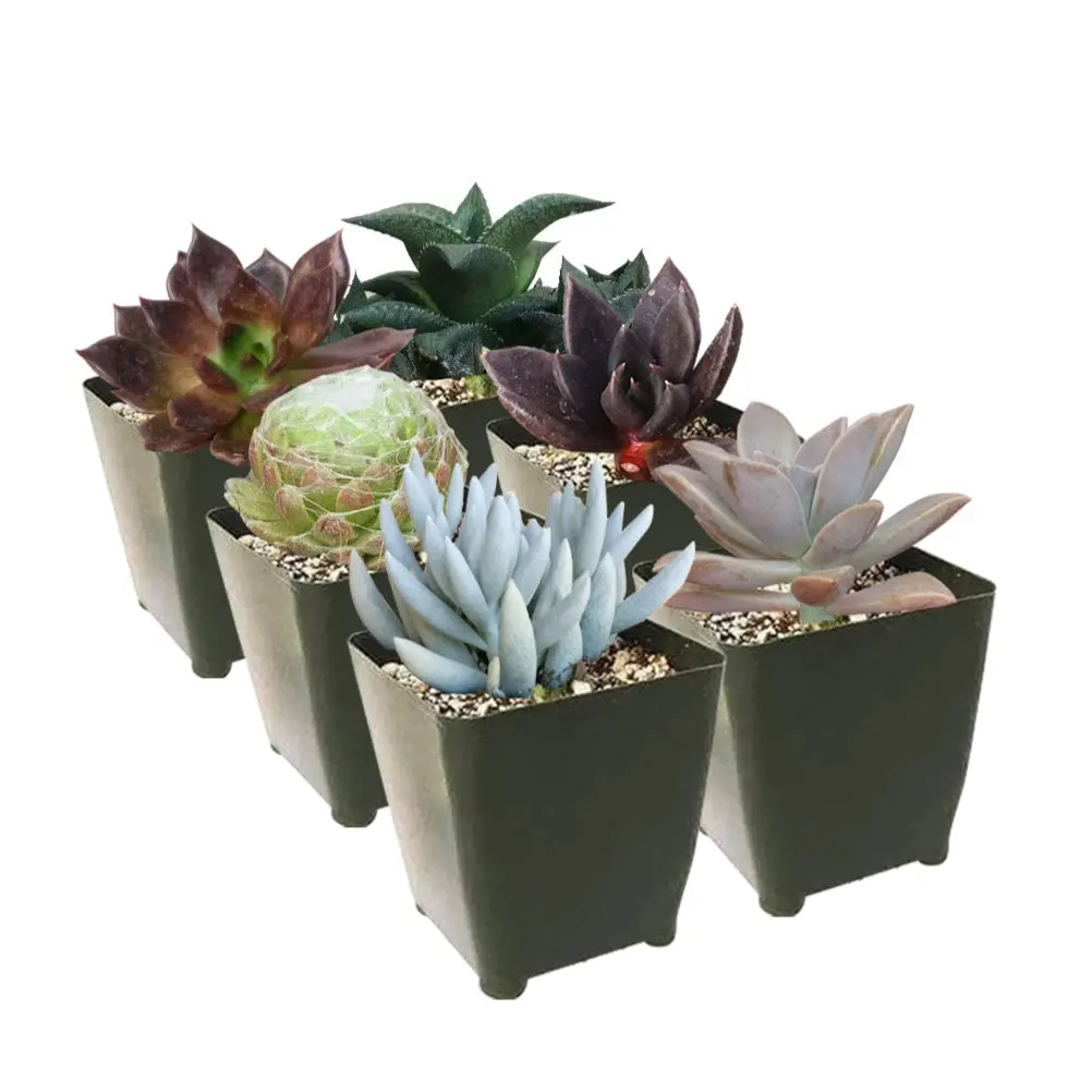 Rare & Unique Succulent Pack