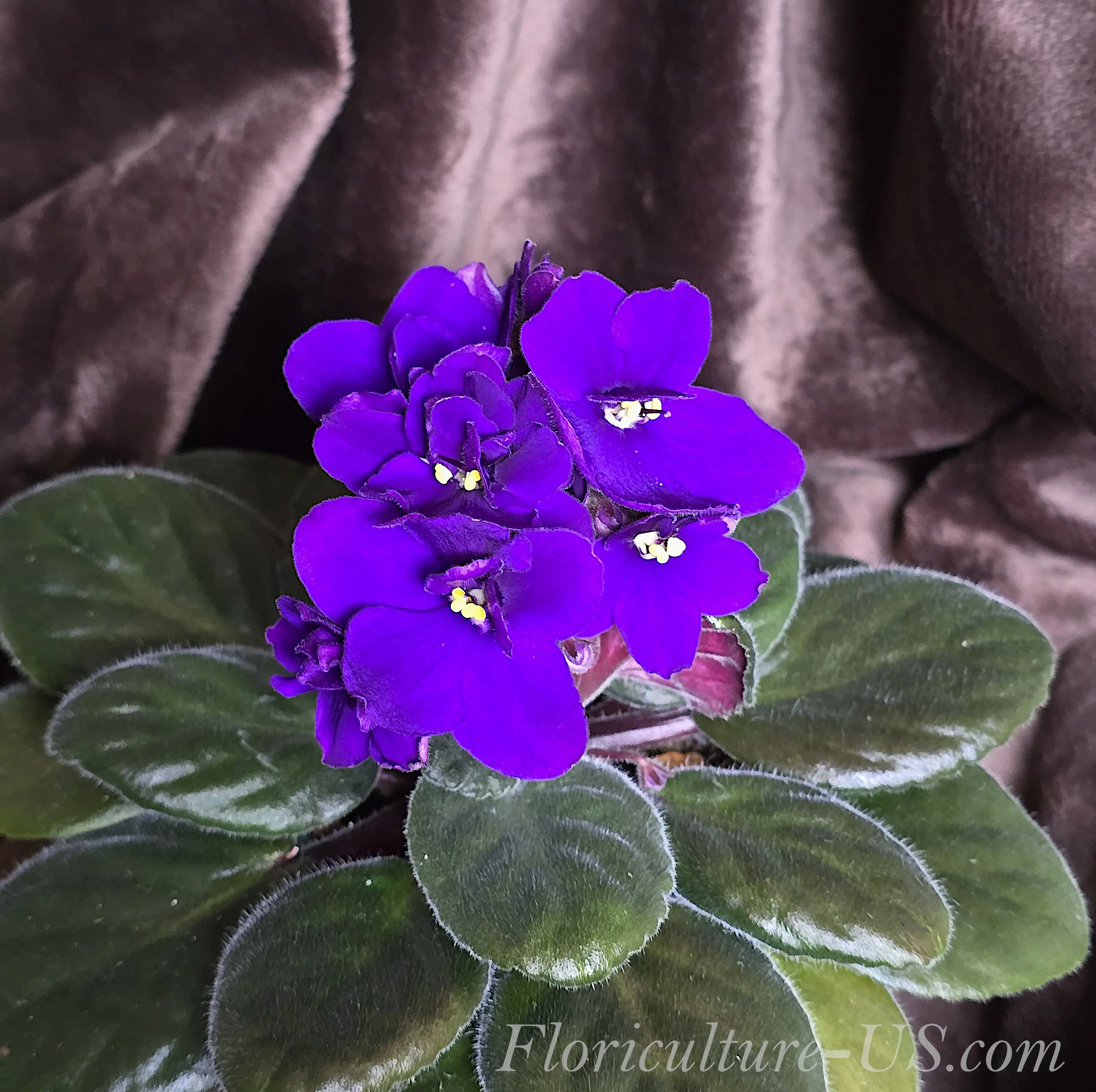 Two (2) Live Leaf Cuttings of Saintpaulia, African Violet, Fresh Cut Leaves