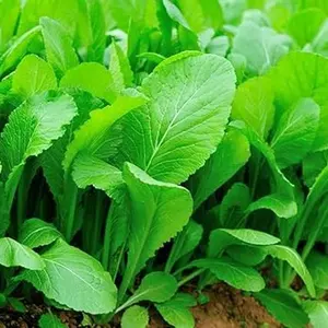 2000 Florida Broadleaf Mustard Seeds for Planting | Fast Growing | Heat and Cold Tolerant | Garden Seed - Cải bẹ xanh - Small GAI Choi