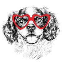 King Charles Cavalier