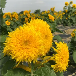 100pcs Teddy Bear Sunflower Seeds - Grow Heirloom, Fluffy Giant Sunflowers in Your Garden